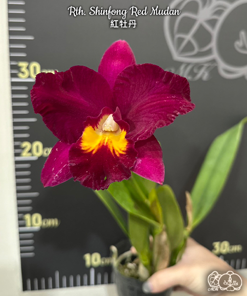 紅牡丹⭐ 美琪園藝Miki Orchid - 品種詳細頁